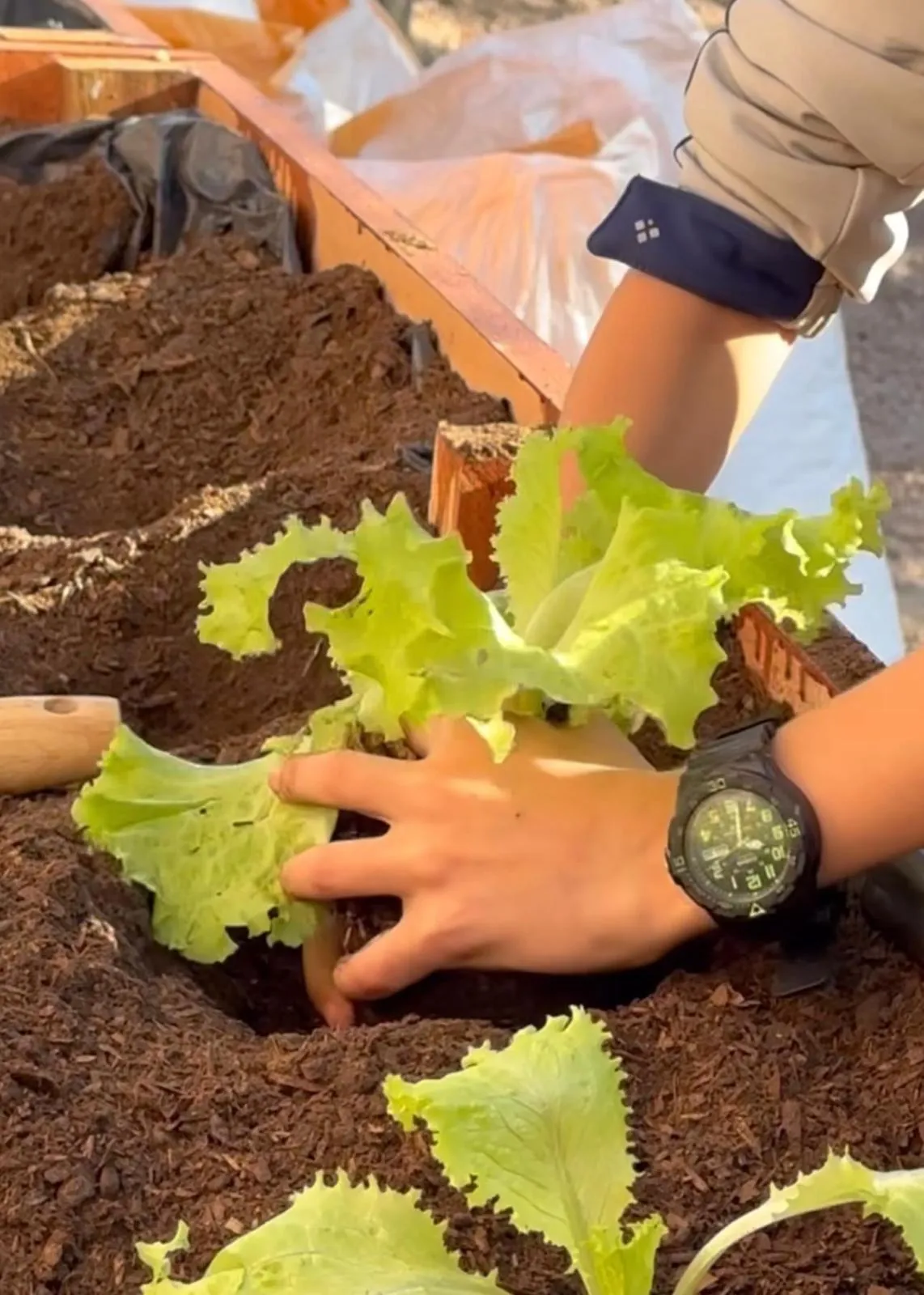 Ciudad con árboles creciendo